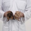 Des Cuys en bonne santé