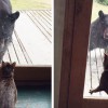 Un ours tente de rentrer dans une maison. Que va faire le chat pour sauvegarder son territoire ?