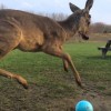 Un bébé cerf découvre une balle et ne sait pas comment jouer avec