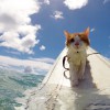Un chat avec un seul oeil qui aime surfer