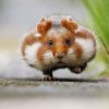 L’histoire du hamster