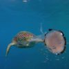 Regarde comment cette tortue de mer dévore une méduse comme des spaghettis